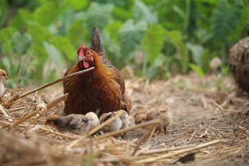 Beautiful portrait of cute baby chicks