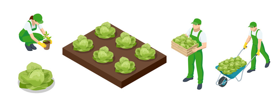 Isometric cabbage field. Ripe harvest on a Farm or Greenhouse. Agricultural cultivation of cabbage on the farm or in the field. Farmers grow cabbage and harvest.