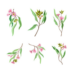 Fototapeta na wymiar Set of Eucalyptus flowering tree branches vector illustration