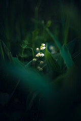 lily of the valley. High quality photo