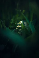 Foto auf Glas lily of the valley. High quality photo © Florian Kunde