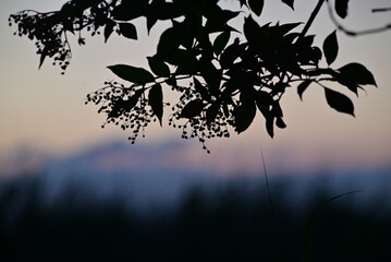 Silhouette of an elderberry branch against a colouful blurred background