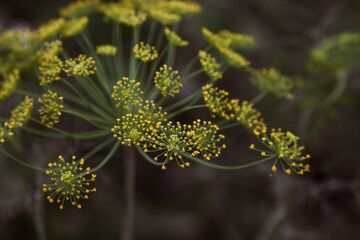 Dill (Anethum graveolens) grows in the garden. Background with a dill umbrella close-up. A garden plant. Fragrant di.
