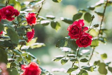A red rose with dew and raindrops at dawn. Beautiful sunlight. The background image is green-red. Natural, environmentally friendly natural background. A copy of the place for the text.