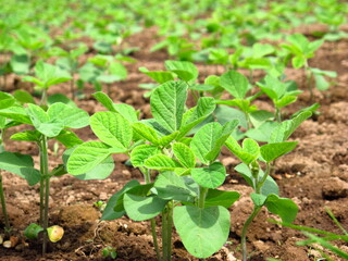 畑の枝豆の若葉