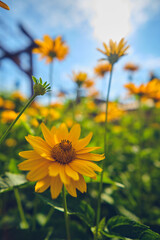 Heliopsis Summer Sun Flower. High quality photo