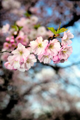 Cherry blossomming