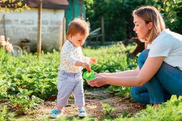 Family gardening. Toddler girl collects strawberries and puts berries in a toy bucket held by the...