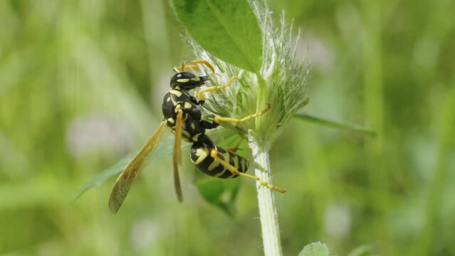 Macro shoot of a wasp (Vespidae) on the corolla of a plant.