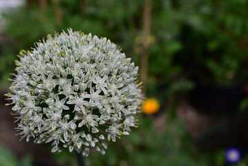 Bulb blossom against a green background with a various of focus