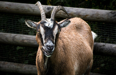 close up of a goat