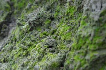 green moss on stone