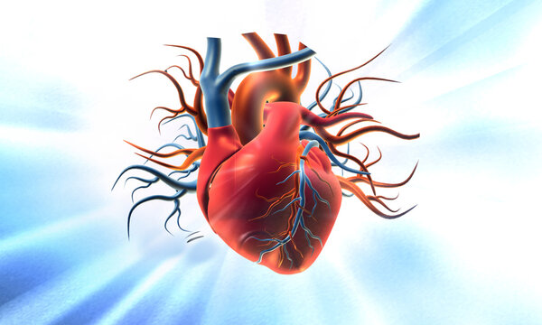 Human heart blue background. 3d illustration..
