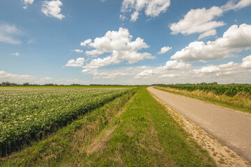 Fototapeta na wymiar Curved road through an agricultural field in the Netherlands. Potato plants are in bloom on the left field. On the right side grows silage maize. The photo was taken in the province of North Brabant.