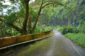 Obraz premium Abandoned mountain road in a rainforest. Native indigenous forests of Oahu near the old Pali Highway Crossing in Hawaii. Overgrown wilderness in a mysterious landscape. Hidden wonders on hiking trail