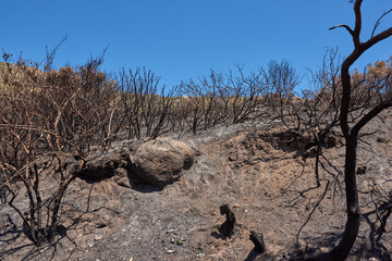 Burnt forest trees from bushfire in remote woods. Destruction aftermath, deforestation from uncontrollable nature wildfire in woodland. Dry plants, arid, barren wildlife. Human error, global warming