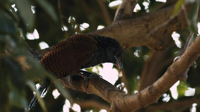 Asian koel eating on the branch