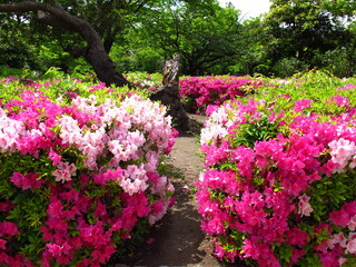 満開の躑躅咲く初夏の公園風景