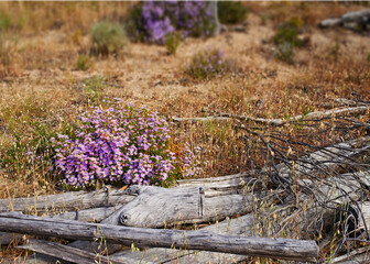 Fynbos in Table Mountain National Park, Cape of Good Hope, South Africa. Closeup of native Cape Everlasting flowers swaying in wind in a Nature Reserve with trees in the background