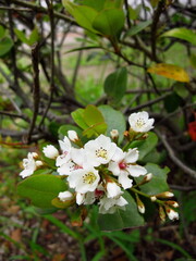 咲き始めた公園のシャリンバイの花