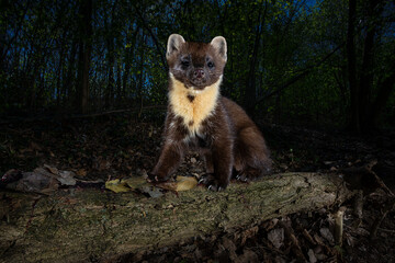 pine marten