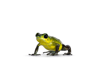 Vibrant Oophaga pumilio Punta Laurent frog standing facing front. Isolated on a white background.