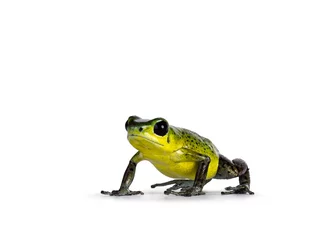 Schilderijen op glas Vibrant Oophaga pumilio Punta Laurent frog standing facing front. Isolated on a white background. © Nynke