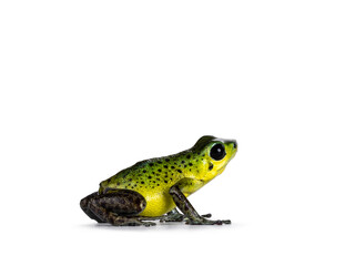Vibrant Oophaga pumilio Punta Laurent frog standing side ways. Isolated on a white background.