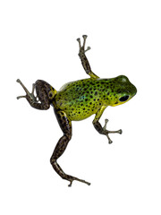 Top view of vibrant Oophaga pumilio Punta Laurent frog. Isolated on a white background.