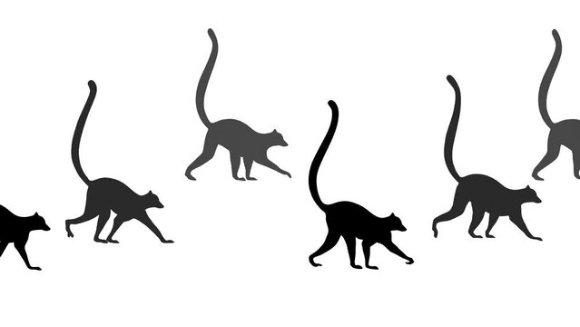 Walking lemurs, animation on the white background (seamless loop)