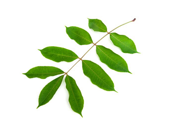 Spondias mombin leaf isolated on white background.