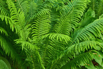 Closeup of bright green leaves growing on an Ostrich fern in summer. Details and patterns of lots of vibrant tropical plants growing in a group outdoors. Big textured leaf to decorate or shade spaces - obrazy, fototapety, plakaty