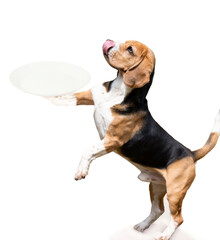 funny hungry beagle dog with his tongue hanging out stands on a white background