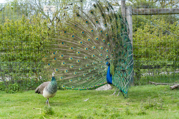 View of two blue and green Pavo birds, one with an open blue patterned tail on the grass