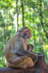 Fototapeta premium Monkey mother holding her baby