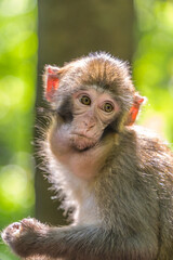 Obraz premium Monkey with weird face grimace