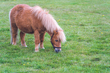 Brown pony grazing on a meadow