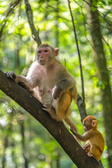 Wild monkey family climbing trees in China