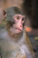 Chinese macaque monkey portrait