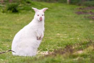 Shot of the white albino wallaby sitting on a surface fully covered by grass - obrazy, fototapety, plakaty