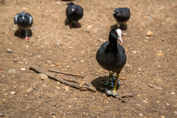 Closeup shot of coots and doves searching for food