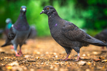 Black Pigeon in a park in summer