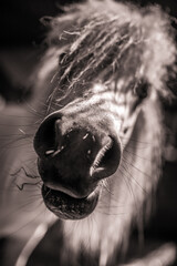 Close up of a horse mouth