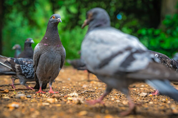 Obraz premium Pigeons in a park