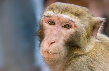 Fototapeta premium Chinese macaque monkey portrait
