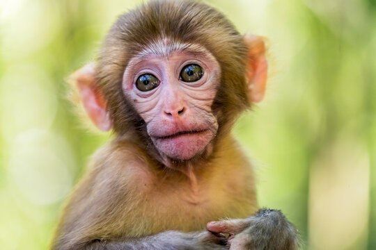 Cute baby monkey portrait