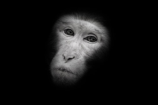 Chinese macaque monkey portrait