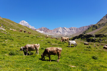 cows grazing in the Valle dei Forni in Santa Caterina Valfurva, with Monte Gran zebrù in the background, Italy