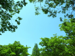 猛暑日の公園の欅と青空