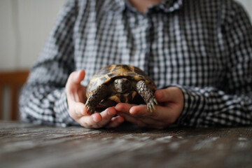 Kid teenager with turtle in his hands, concept pets, pets